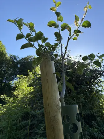 Foto treephoto-pmmoky9uxvgnep037hpb6wd6.jpeg