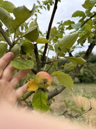 Foto treephoto-b2fuqfh0au58zdxx8hrc39l2.jpeg