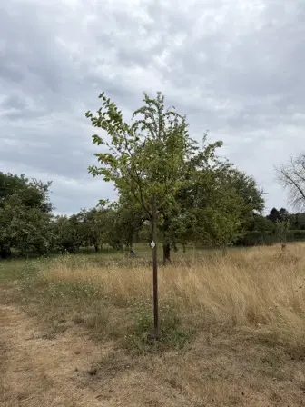 Foto treephoto-f5prgt3pjw2j8r6s5wuckesy.jpeg