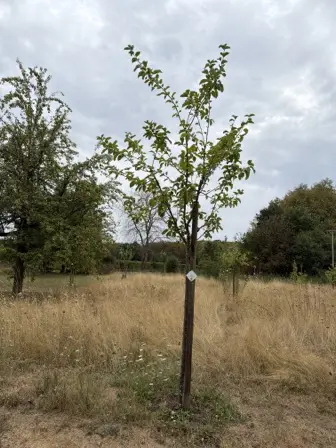 Foto treephoto-lylp37a9ru2brlf0x8eq7kum.jpeg