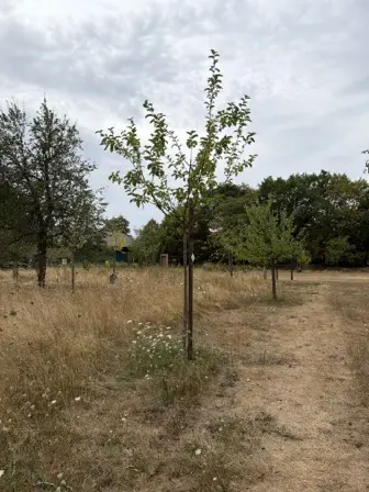 Foto treephoto-sfchszduunvx0eegketcacbp.jpeg