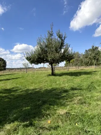 Foto treephoto-c08te184czqx40bhsu76rvp0.jpeg