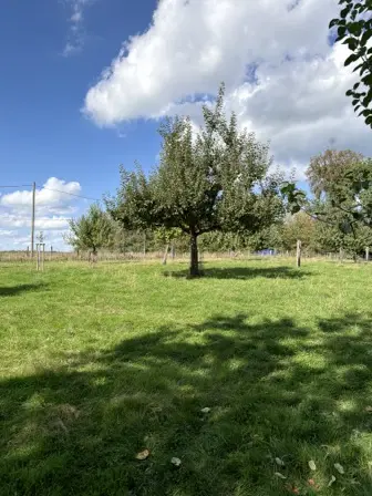 Foto treephoto-epk2snqjc87tygvvv6l1rqmt.jpeg
