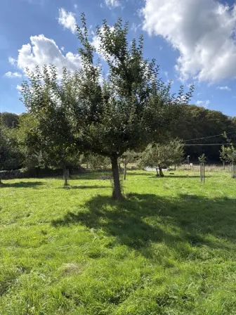 Foto treephoto-g24e42c8tb1hf4c1x0ix86zp.jpeg