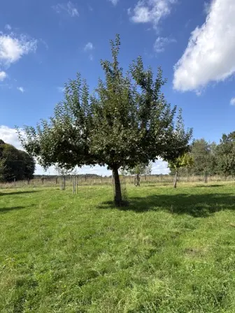 Foto treephoto-xgx1lf6q6cqab8qkgd60vsmv.jpeg