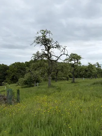 Foto treephoto-ebwcany7zyhrmtwitorzl0w2.jpeg