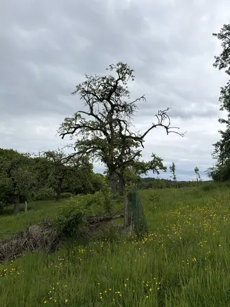 Foto treephoto-lpul4o7w7eevok1zvdh16fqd.jpeg