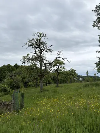 Foto treephoto-qrrbmb6cvczfbeelvge10obb.jpeg