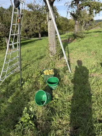 Foto treephoto-yxq13ja7kigo71llw63tojf0.jpeg