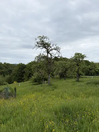 Foto treephoto-z3326gm0351523grjzhcybyt.jpeg