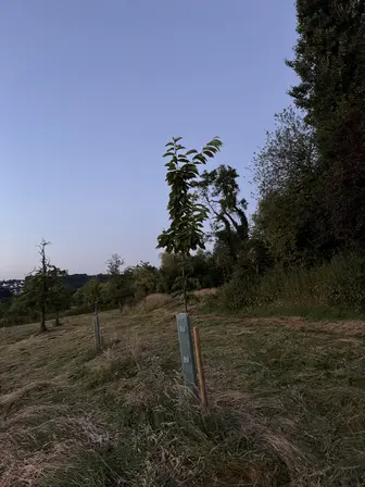 Foto treephoto-dl1xavcdxrkfhkghpa24lgpq.jpeg
