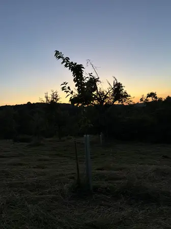 Foto treephoto-iw6zye736bhc0jhewk0h6vj6.jpeg