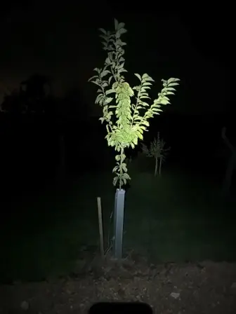 Foto treephoto-k27r5d6r4v8ypa0x44je1zcw.jpeg