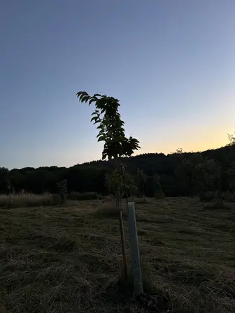 Foto treephoto-ud2bfriyg4t35zpy3otwu479.jpeg