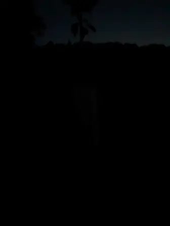 Foto treephoto-wlpzwwz7zqf39f2yzlo3w15l.jpeg