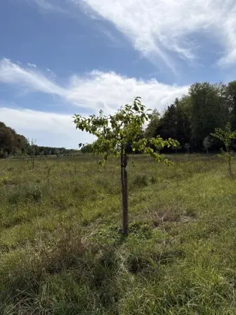 Foto treephoto-nt0pk5m1haw0iejey2udi3p5.jpeg
