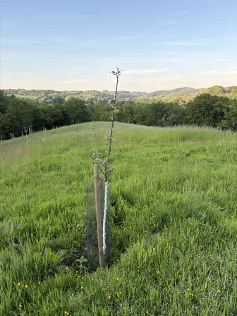 Foto treephoto-f22196nx0ca8471cczc1sfdi.jpeg