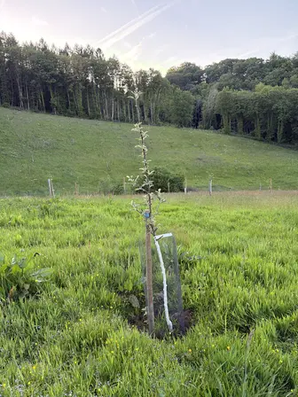Foto treephoto-gxawfiobn9pn08x89yq52c69.jpeg