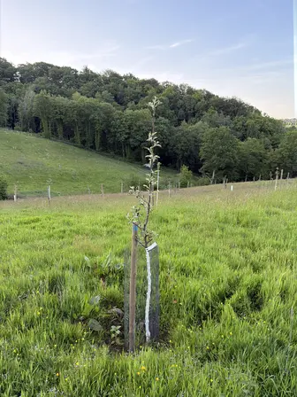 Foto treephoto-i4s9nbrxpj0tmm6deu5ck4cr.jpeg