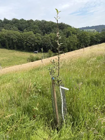 Foto treephoto-jrjbcpn1z5hcibbxz626zhea.jpeg