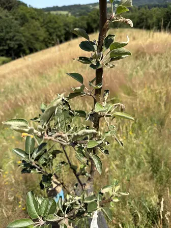 Foto treephoto-l1x2i9nrtq8ozmowniky332x.jpeg
