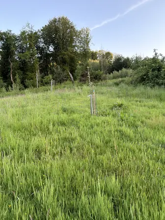 Foto treephoto-mp8994evc5u5s31nu9zrdxj0.jpeg