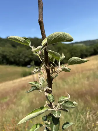 Foto treephoto-o76mt5km3zr170mcg0gyccs3.jpeg