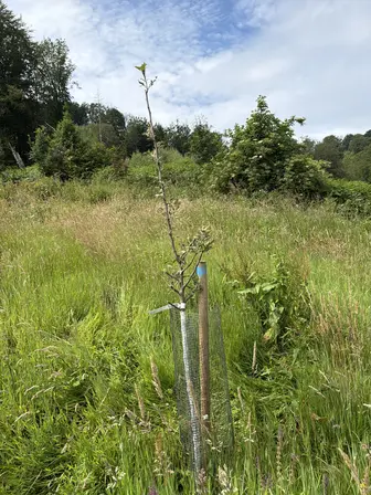Foto treephoto-puh21q4ezt9kvwz8mgvgspl7.jpeg
