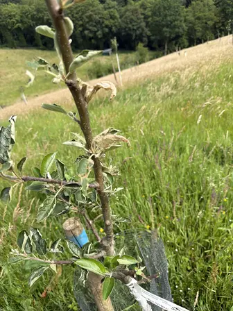 Foto treephoto-tdnlhcg5dvwesmp0gjlbygi7.jpeg