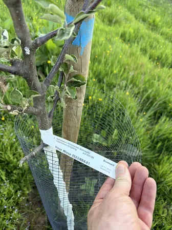 Foto treephoto-ty2ti995kew2wqcqtz0yzcos.jpeg