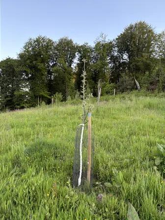 Foto treephoto-vv09qh5adzd4z1yzaiq5u8yu.jpeg