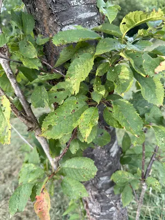 Foto treephoto-a6lugbhcx8vvpxmgs6h0122g.jpeg