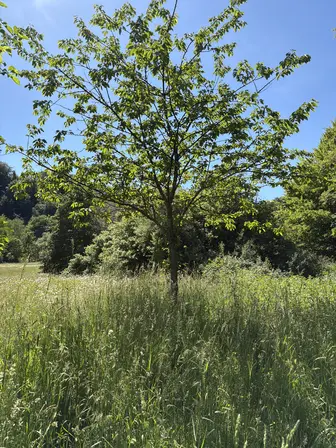 Foto treephoto-acql4cxkiq00ha3ma4x1p34g.jpeg