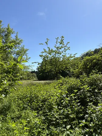 Foto treephoto-c1nym6iqpwd31kq5toh0jfkj.jpeg