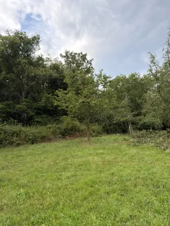 Foto treephoto-k2zog12iaxvzx15o9f8liz2j.jpeg