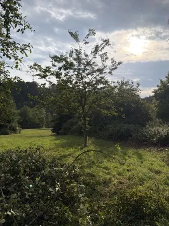 Foto treephoto-kxd3qzkgzfm0eftmm67x9a6c.jpeg