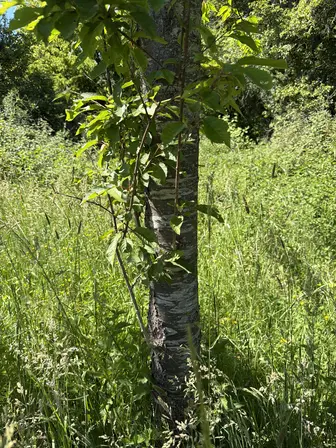 Foto treephoto-o6unry0ehvvbmheo85xkb9u3.jpeg