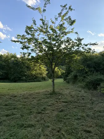 Foto treephoto-p67z9ixkopkwovty32n3o8cw.jpeg