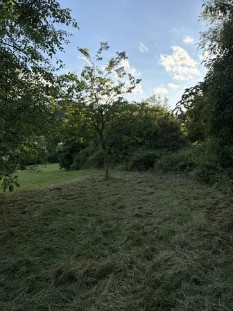 Foto treephoto-zgulqrev9td8g1sd0l5cr8ja.jpeg