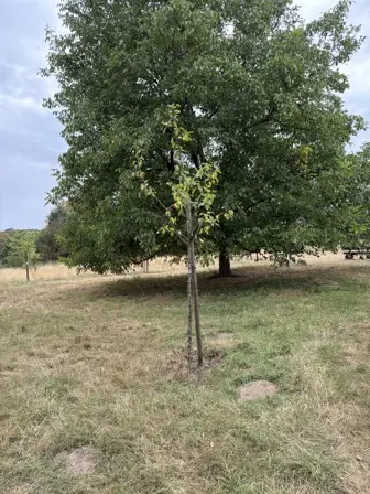 Foto treephoto-tiashji88k5lba7e376ym2v0.jpeg