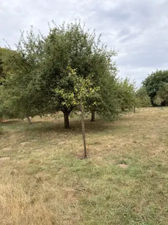 Foto treephoto-x9ng2oqxwdybhd67ct786xia.jpeg