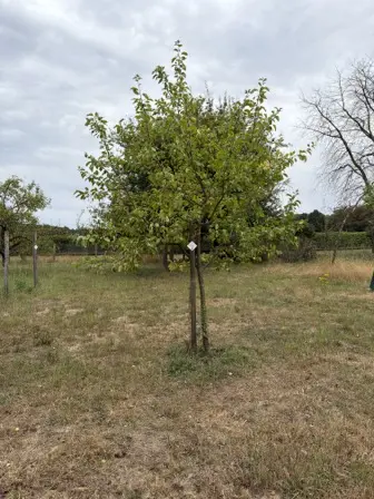 Foto treephoto-ilii9irsurcmbr4cgtp32qyt.jpeg