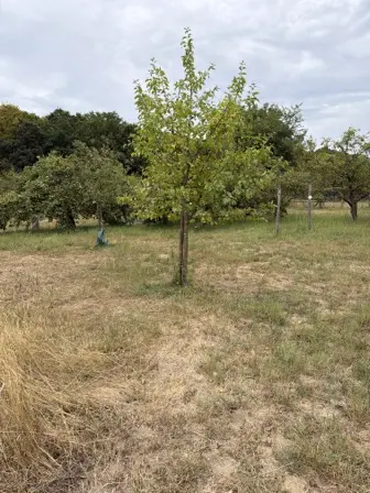 Foto treephoto-jv6q771p6i6c0yvqhdobnepb.jpeg