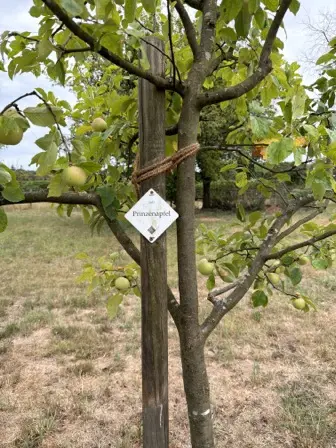 Foto treephoto-tyqyuszbbhl3n4rir5cfm7ev.jpeg