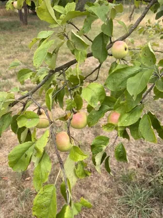 Foto treephoto-wnm1r03zj5t4yjn7zcc5rwf4.jpeg