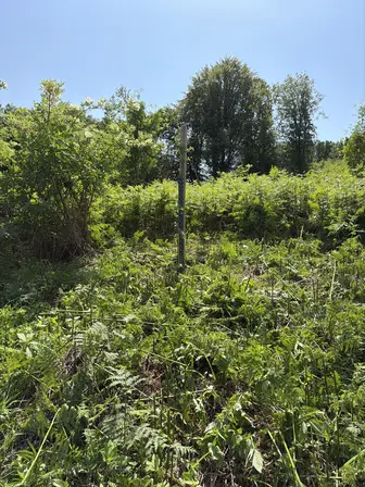 Foto treephoto-hocx4rcjhzqhdcdxncrz45og.jpeg