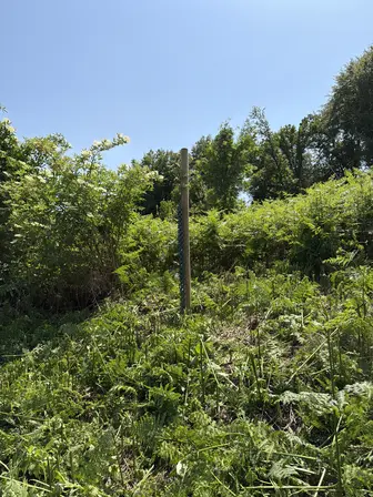 Foto treephoto-m3srfdh2my7k7pl6cwye2qp5.jpeg