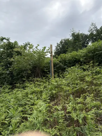 Foto treephoto-oh8a63nx7xoblndexqotit58.jpeg
