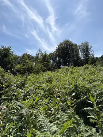 Foto treephoto-qiebsx77xvy0h72bvnrxyf2o.jpeg