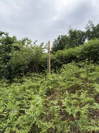 Foto treephoto-w2omsztpzh6a63gsm6xswu5v.jpeg